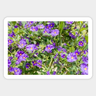 Charming little blue flowers Sticker